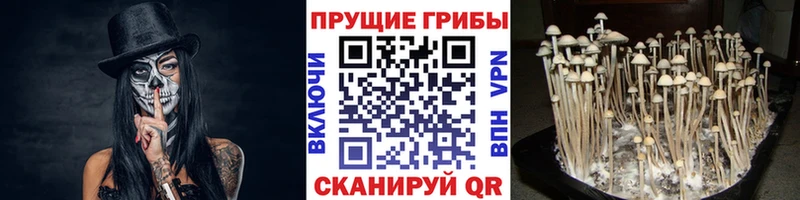 купить закладку  Пыталово  Псилоцибиновые грибы MAGIC MUSHROOMS 